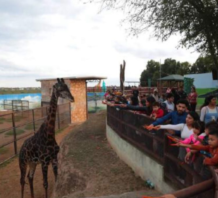 AGRADECEN NEOLAREDENSES Evento de ‘Mágica Navidad en el Zoológico’ fue inolvidable