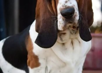 Toma asiento antes de saber cuántos años vive la raza de perro Basset Hound