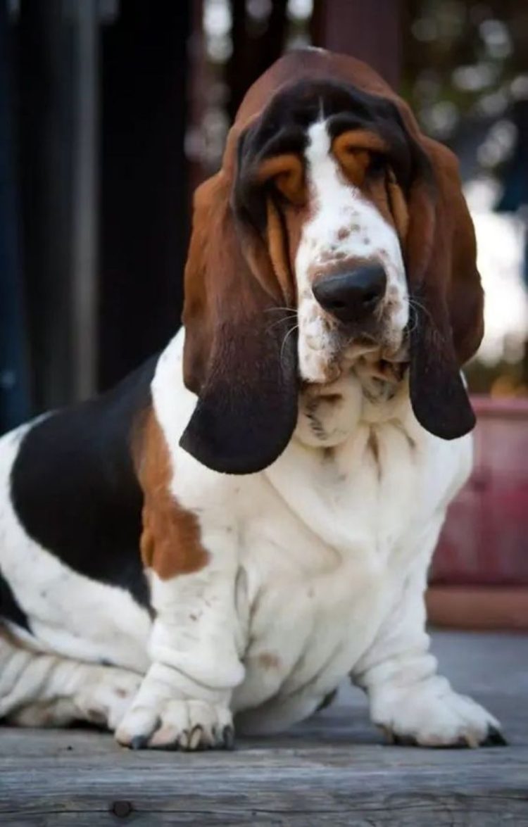 Toma asiento antes de saber cuántos años vive la raza de perro Basset Hound