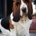 Toma asiento antes de saber cuántos años vive la raza de perro Basset Hound