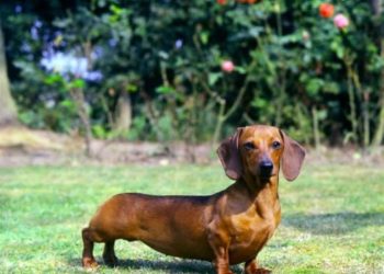 Toma asiento antes de saber cuántos años vive la raza de perro Salchicha