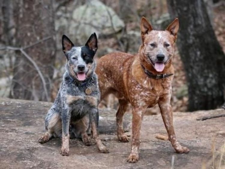 Toma asiento antes de saber cuántos años vive la raza de perro Pastor ganadero australiano