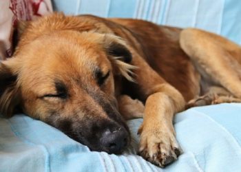 ¿Los perritos sueñan? Esto es lo que tu perro experimenta al dormir