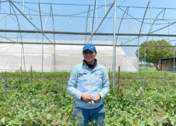 Identifica UAT plantas con potencial bioinsecticida