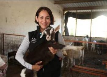 Produce UAT cabritos de calidad suprema