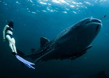 Población mundial de tiburones sigue disminuyendo de modo alarmante: estudio