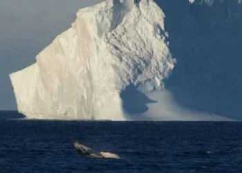 Iceberg A23: una amenaza en movimiento para las rutas de alimentación de animales