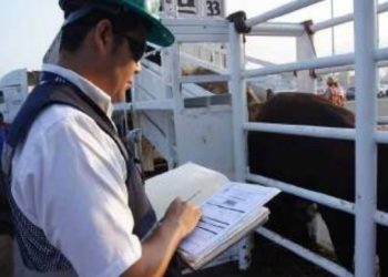 Aumenta exportación de ganado y sube su precio