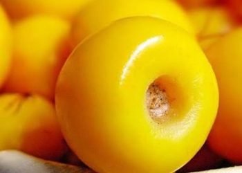 Explorando los Nutritivos y Deliciosos Beneficios del Nanche: La Joya Tropical Menos Conocida