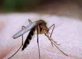 Detecta IMSS primer caso de dengue importado en menor