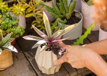 Descubre los Beneficios: Poner Café en las Plantas para un Crecimiento Saludable