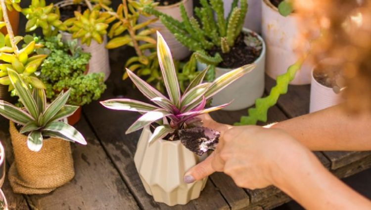 Descubre los Beneficios: Poner Café en las Plantas para un Crecimiento Saludable