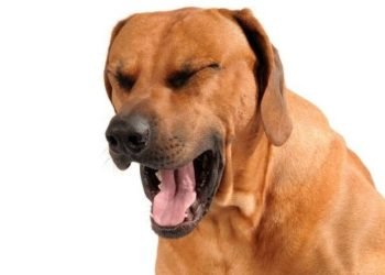 Cuidados y Tratamientos para la Tos en Perros: Consejos Importantes para Dueños Responsables