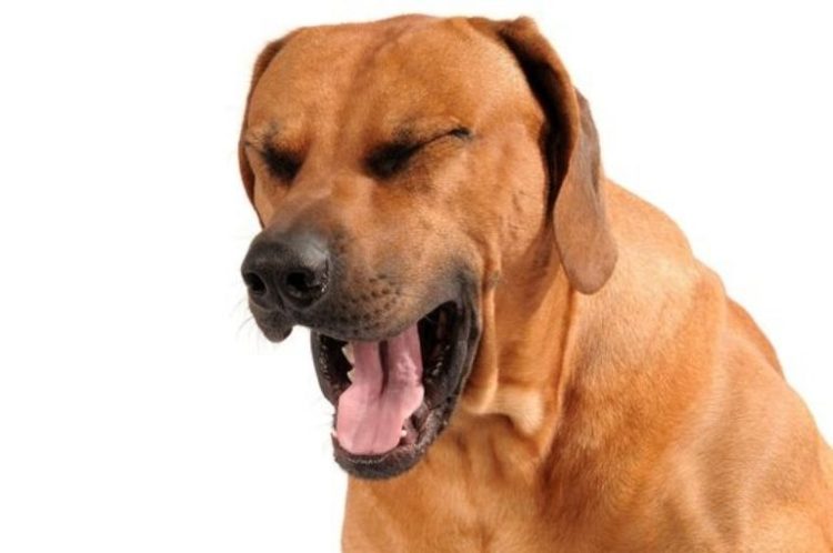 Cuidados y Tratamientos para la Tos en Perros: Consejos Importantes para Dueños Responsables