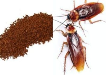 Truco Infalible para Despedir a las Cucarachas: Café y Azúcar, tus Aliados Naturales en el Hogar