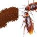 Truco Infalible para Despedir a las Cucarachas: Café y Azúcar, tus Aliados Naturales en el Hogar