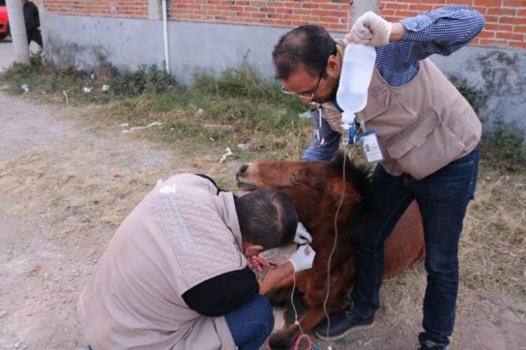 Rescatan a Caballo Maltratado en Puebla: Una Lucha Contra el Maltrato Animal