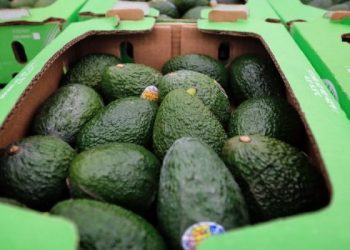 Reporte de Precios de Aguacate Hoy, 11 de enero de 2024: Encuentra las Mejores Ofertas para tu Bolsillo