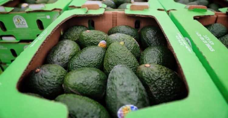 Reporte de Precios de Aguacate Hoy, 11 de enero de 2024: Encuentra las Mejores Ofertas para tu Bolsillo