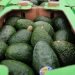 Reporte de Precios de Aguacate Hoy, 11 de enero de 2024: Encuentra las Mejores Ofertas para tu Bolsillo