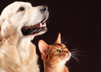 Visión Futurista: ¿Cómo se Verán Perros y Gatos en el Mundo de la Inteligencia Artificial en 10,000 Años?