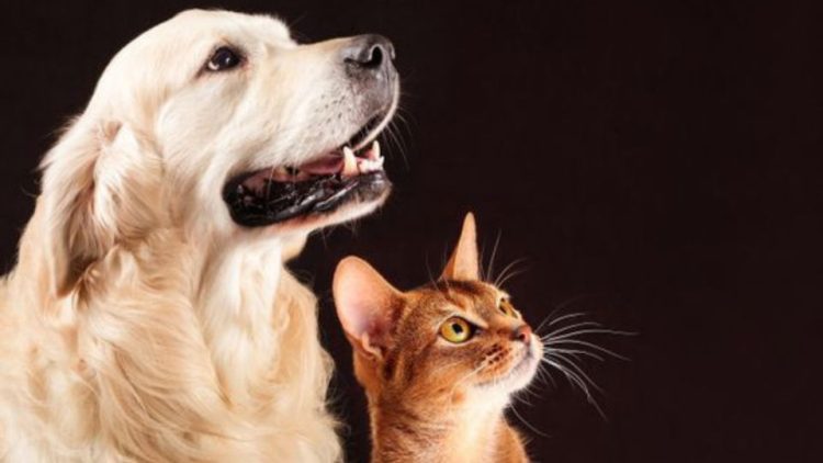 Visión Futurista: ¿Cómo se Verán Perros y Gatos en el Mundo de la Inteligencia Artificial en 10,000 Años?