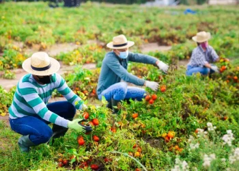 Explorando la Cadena Alimenticia: Un Intrincado Equilibrio en la Naturaleza