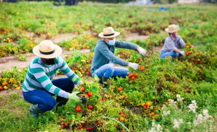Explorando la Cadena Alimenticia: Un Intrincado Equilibrio en la Naturaleza