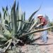 El Maguey: Tesoro Mexicano con Innumerables Beneficios