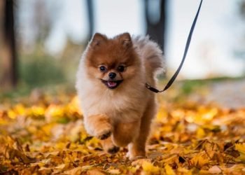 El Cuidado Integral de la Salud Animal: Responsabilidad y Compromiso