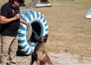 Implementa la UAT cursos de adiestramiento canino