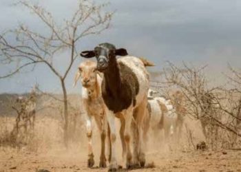 En riesgo fauna de la región por sequía