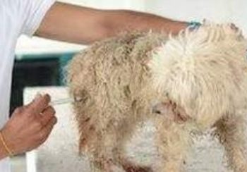 Piden a dueños de mascotas aplicarles vacuna contra rabia