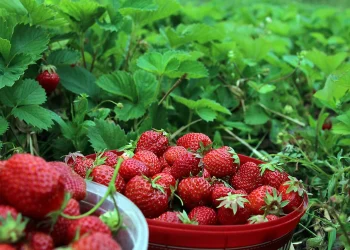 3 Tips para Hacer Fresas Irresistibles: Desde el Cultivo hasta la Mesa