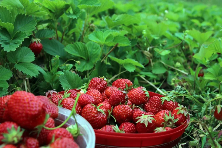 3 Tips para Hacer Fresas Irresistibles: Desde el Cultivo hasta la Mesa
