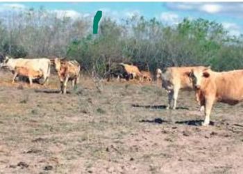 Falta de lluvia agudiza crisis en el campo