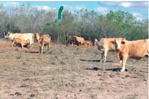 Falta de lluvia agudiza crisis en el campo
