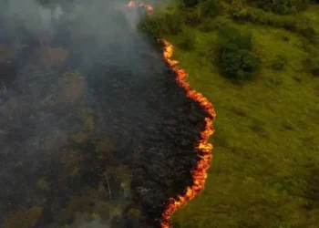 Amazonia en Llamas; más de 3 mil Incendios en Febrero Despierta Alarmas por Cambio Climático