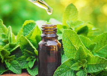 Los Maravillosos Beneficios de la Menta: Más Allá del Frescor