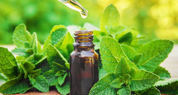 Los Maravillosos Beneficios de la Menta: Más Allá del Frescor