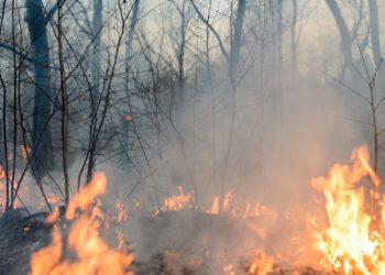 CIUDADANÍA Y AUTORIDADES Unen esfuerzos; combaten incendio forestal en Hidalgo, Tamaulipas