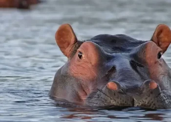 Trámites Pendientes para Reubicar Hipopótamos de Pablo Escobar Después de un Año