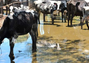 Ganaderos ven respiro en lluvias del fin de semana