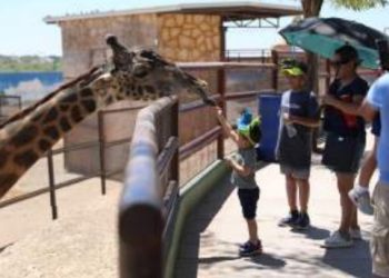 Abre el Zoológico la convocatoria Zookids