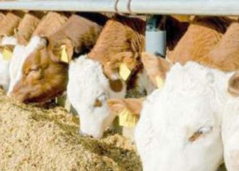En riesgo alimento para ganado por falta de lluvia
