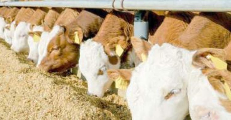 En riesgo alimento para ganado por falta de lluvia