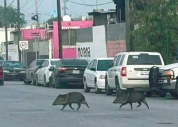Invaden jabalíes colonia Infonavit
