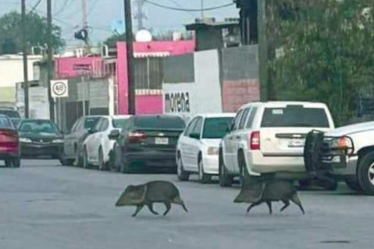 Invaden jabalíes colonia Infonavit