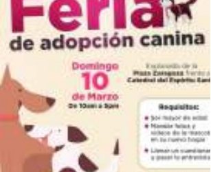 Invitan a la feria de adopción canina y felina 