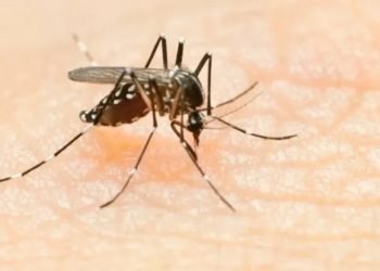 Nueva variante de dengue pone en alerta a Tamaulipas
